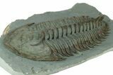 Huge, Lower Cambrian Trilobite (Longianda) - Issafen, Morocco #189927-4